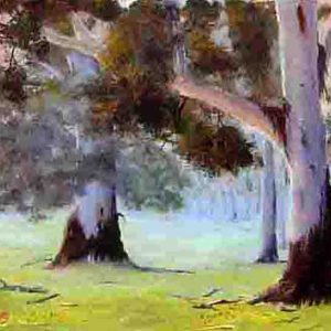 Misty Forest
