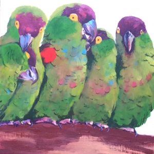African Lovebirds