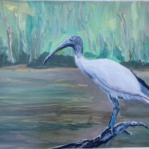 Bin Chicken (Australian Ibis)