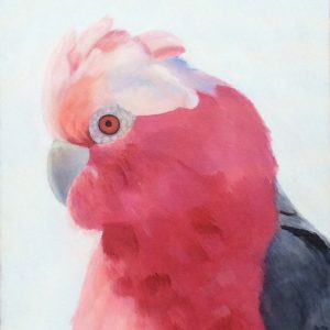 Galah - Backyard Friend
