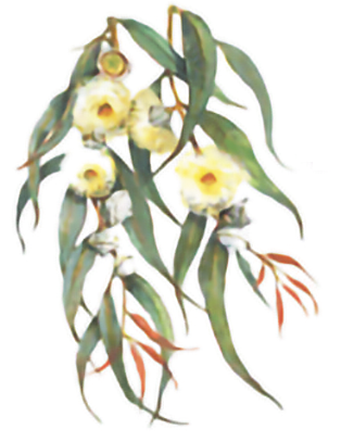 australian gum leaves