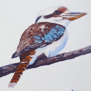Kookaburra