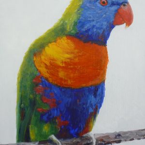 Lorikeet