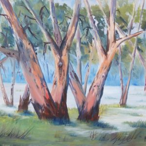 Majestic Murray Gums